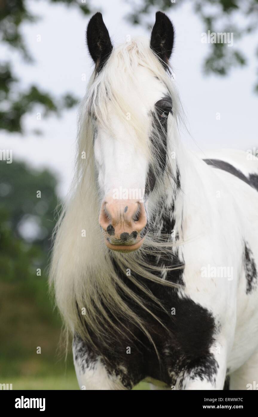 Portrait Tinker irlandais Banque D'Images