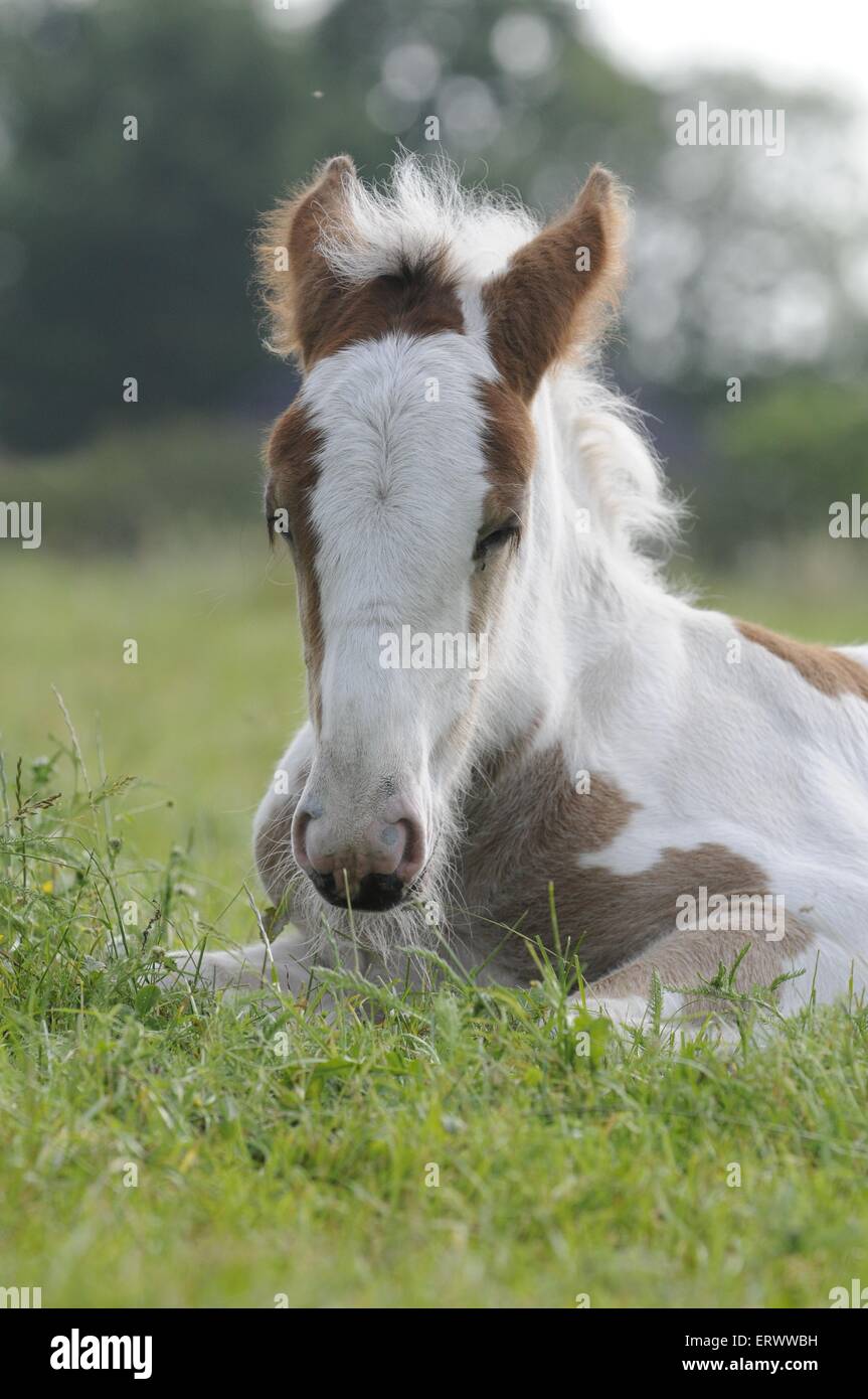 Poulain Tinker irlandais Banque D'Images
