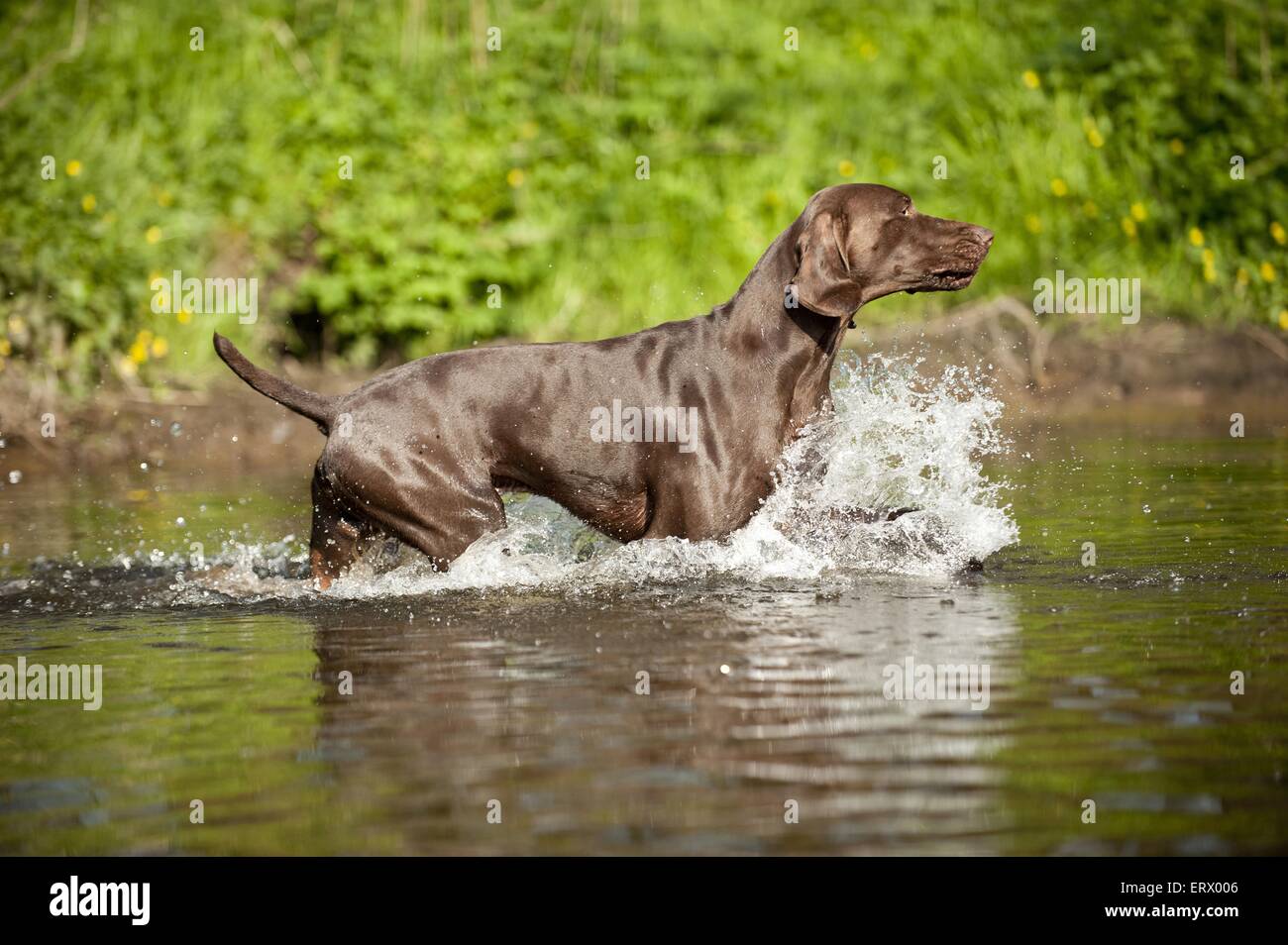 Braque Allemand marche Banque D'Images
