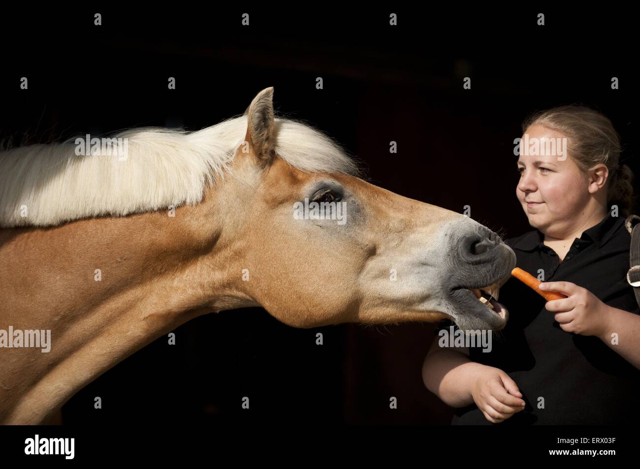 Femme avec cheval Haflinger Banque D'Images