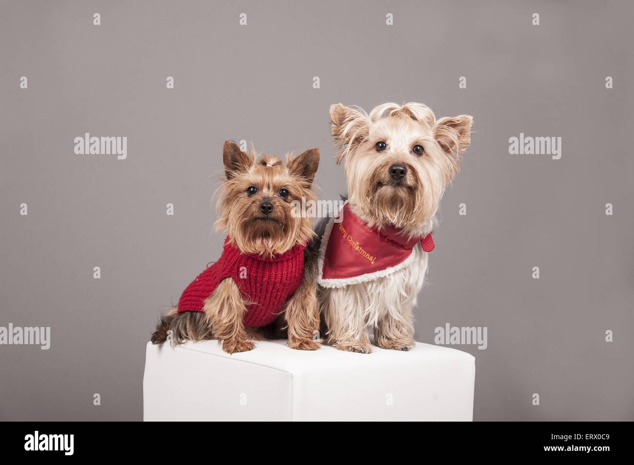 2 Yorkshire Terrier Banque D'Images