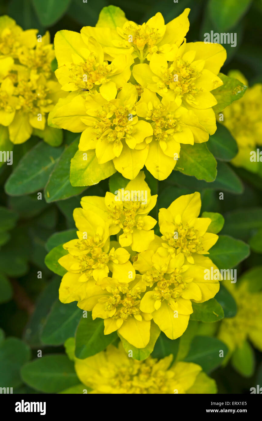 L'euphorbe ésule (Euphorbia epithymoides coussin), Bavière, Allemagne Banque D'Images