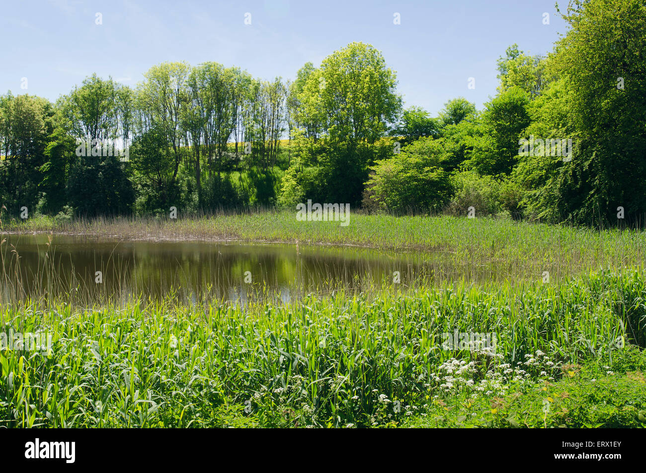 Étang avec reed banques, Parc National de Jasmund, UNESCO World Heritage Site, Rügen, Mecklembourg-Poméranie-Occidentale, Allemagne Banque D'Images