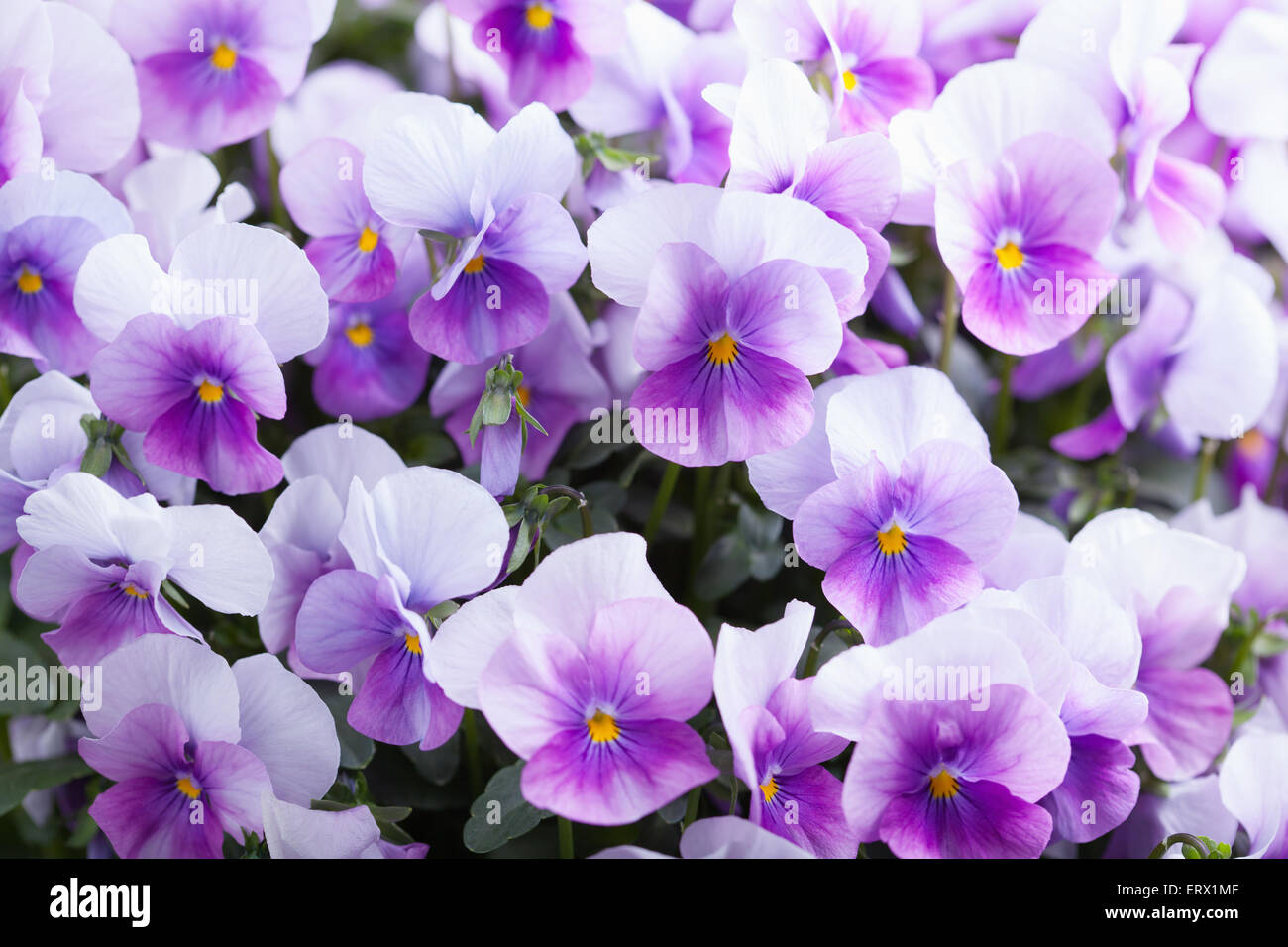 Fleurs de violette Banque de photographies et d'images à haute résolution -  Alamy