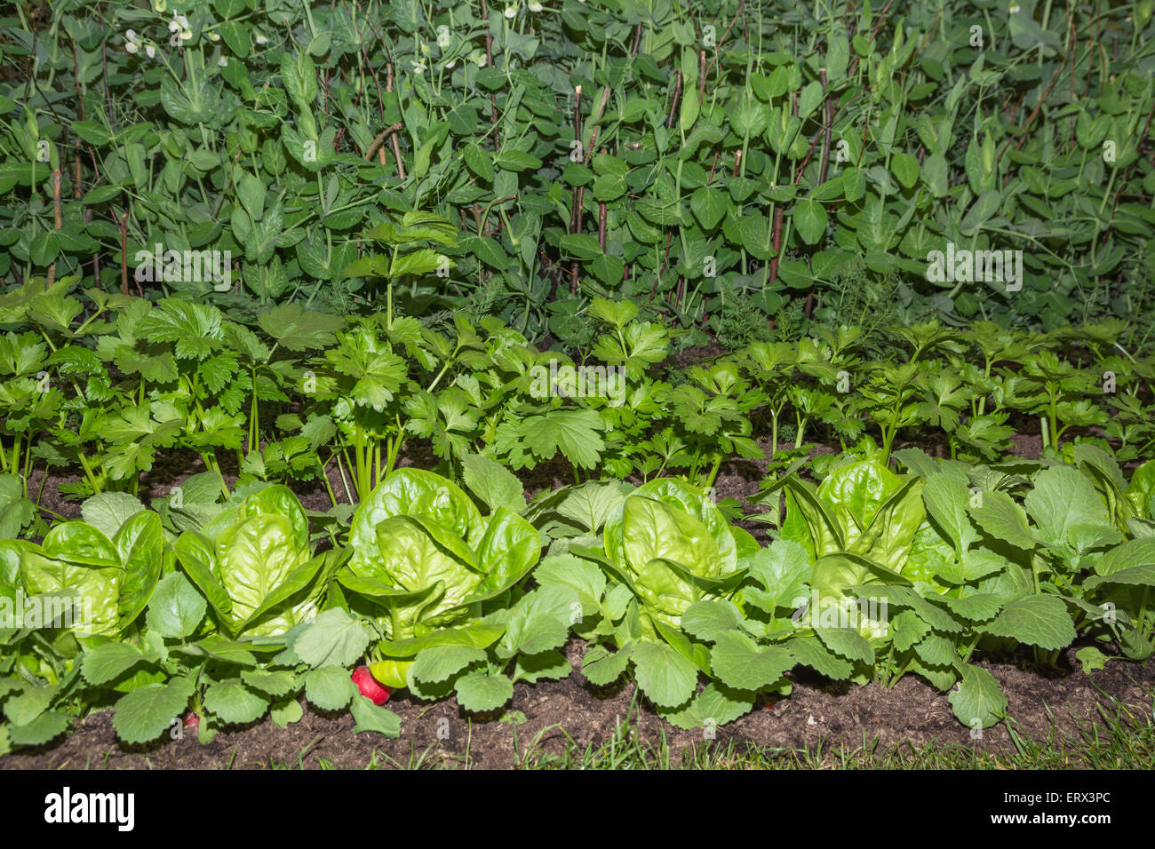 De plus en plus de légumes dans un jardin Banque D'Images