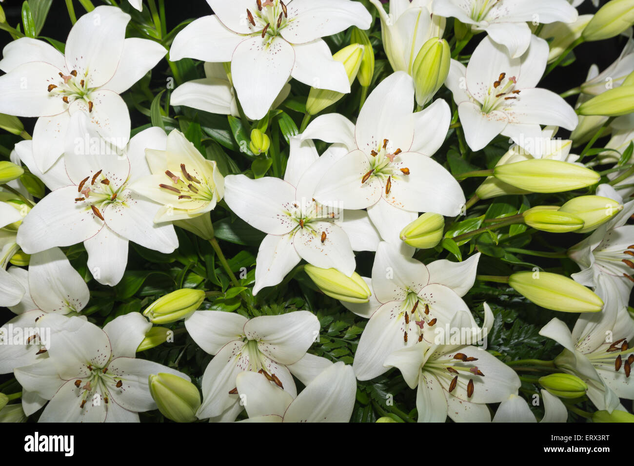Fleurs de lys Banque de photographies et d'images à haute résolution - Alamy