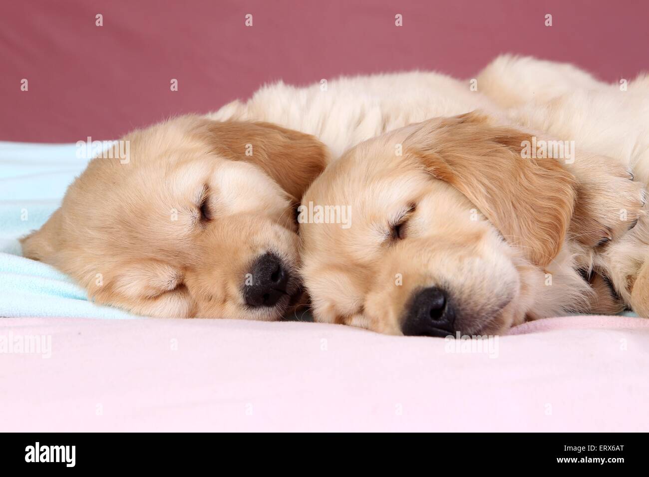 Chiots Golden Retriever Banque D'Images