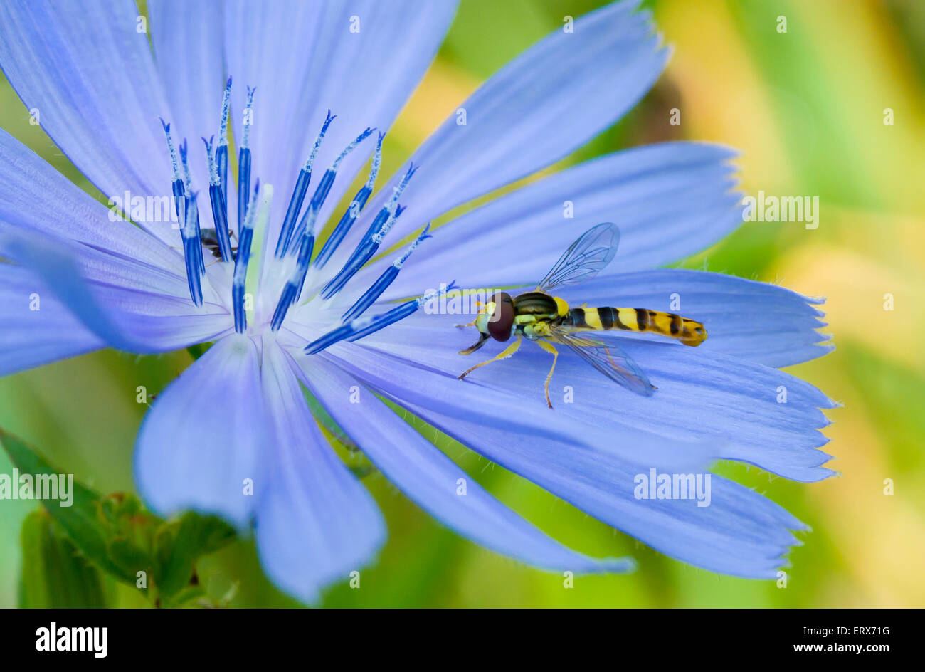 Petite guêpe Banque de photographies et d’images à haute résolution Alamy — free download