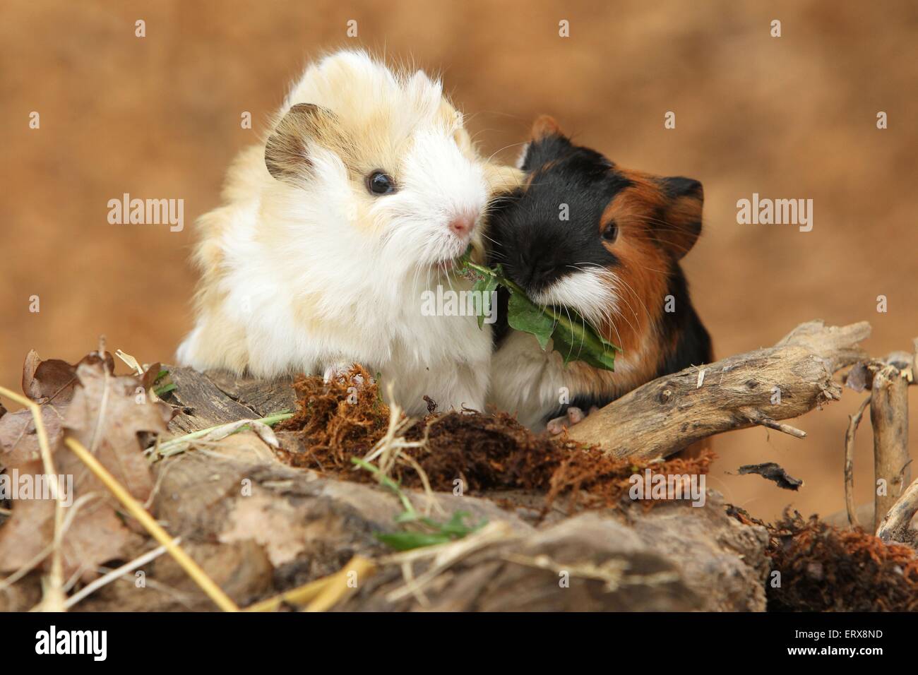 Bebe Cochon D Inde Banque D Image Et Photos Alamy