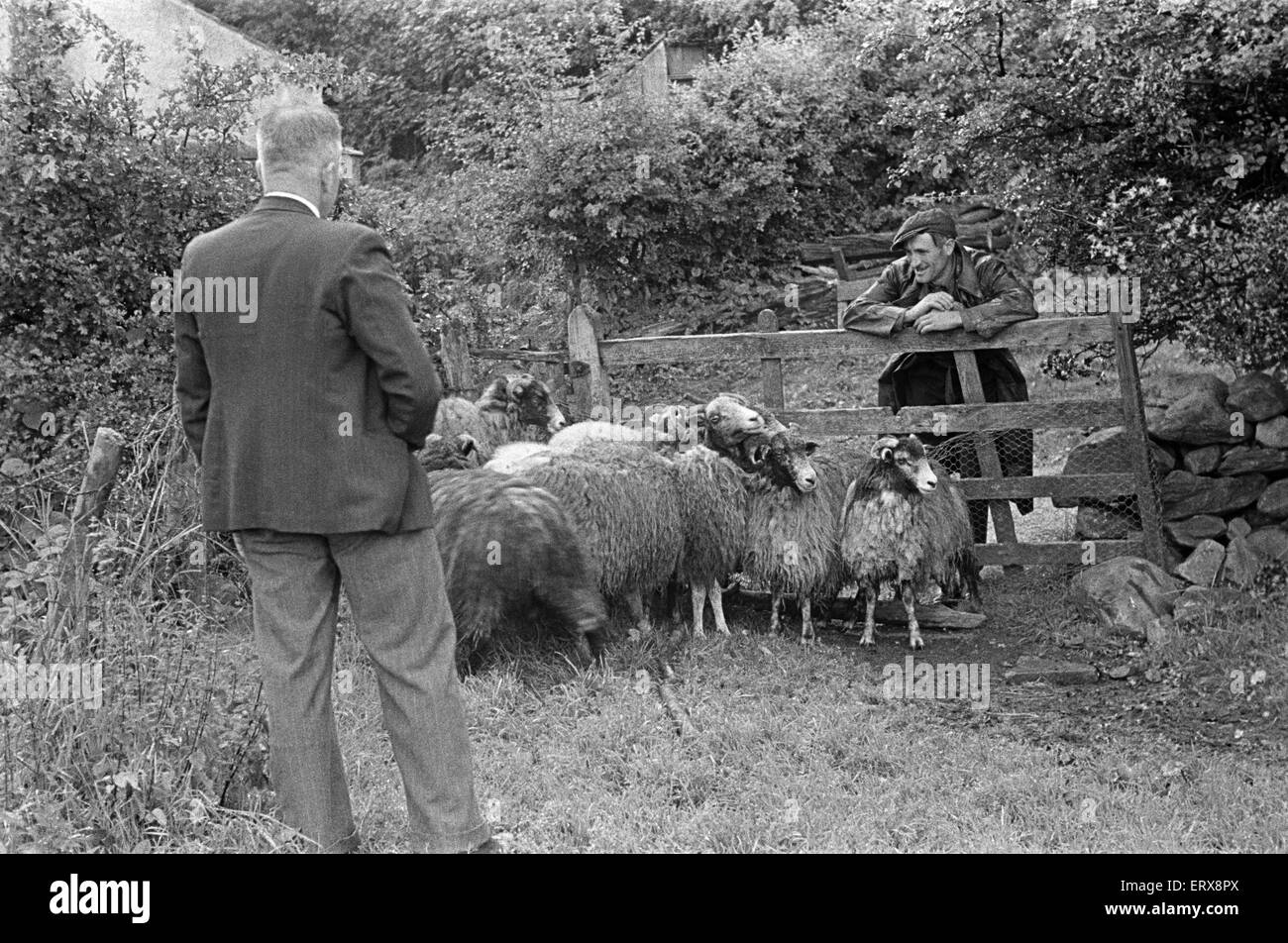 Tonte de moutons dans un village près de Keswick, Cumbria, vers juillet 1947. Banque D'Images