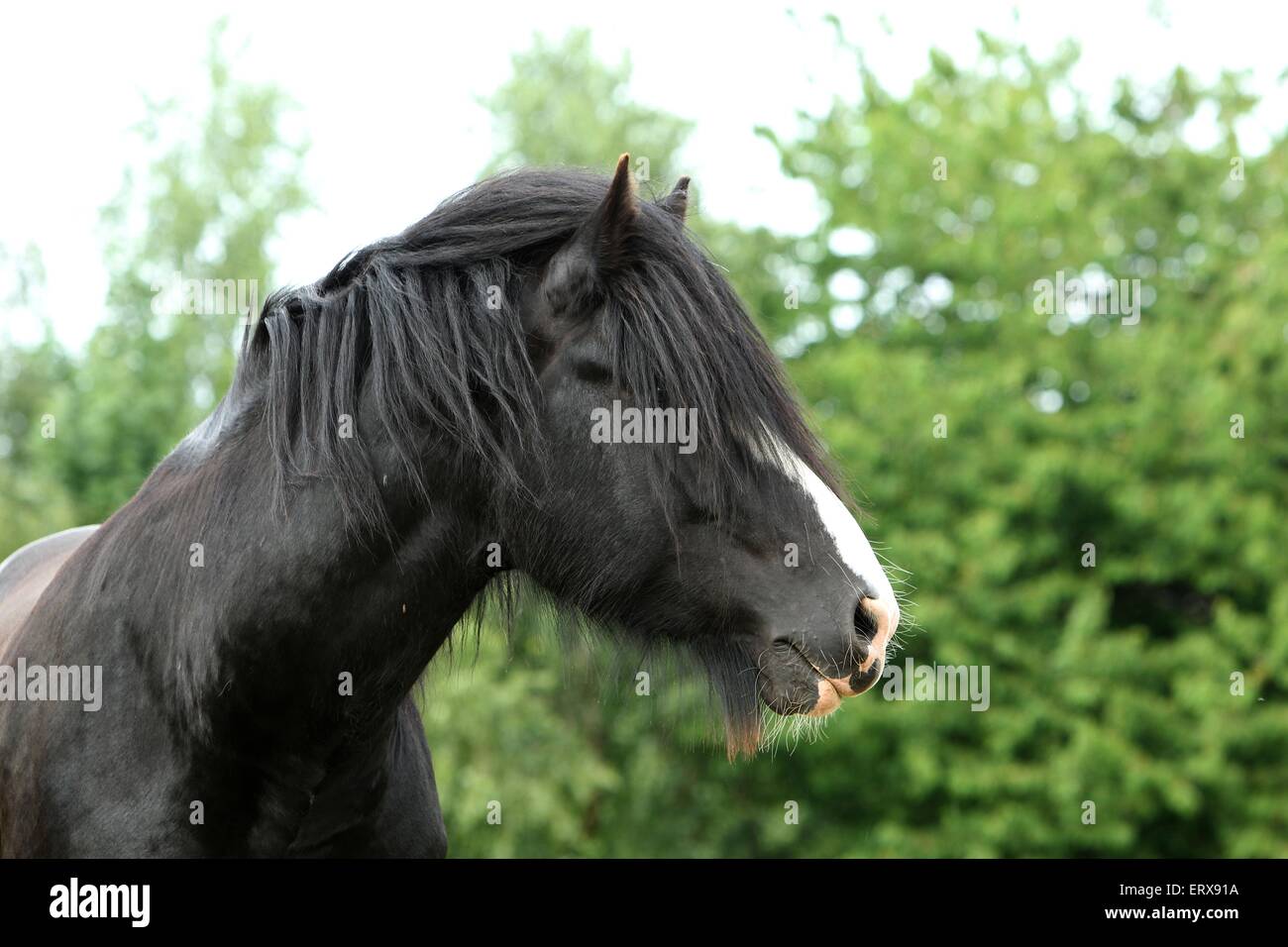 Shire Horse Portrait Banque D'Images