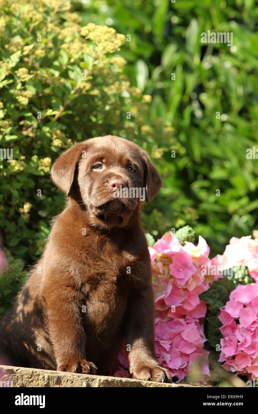 Labrador Retriever chiot Banque D'Images