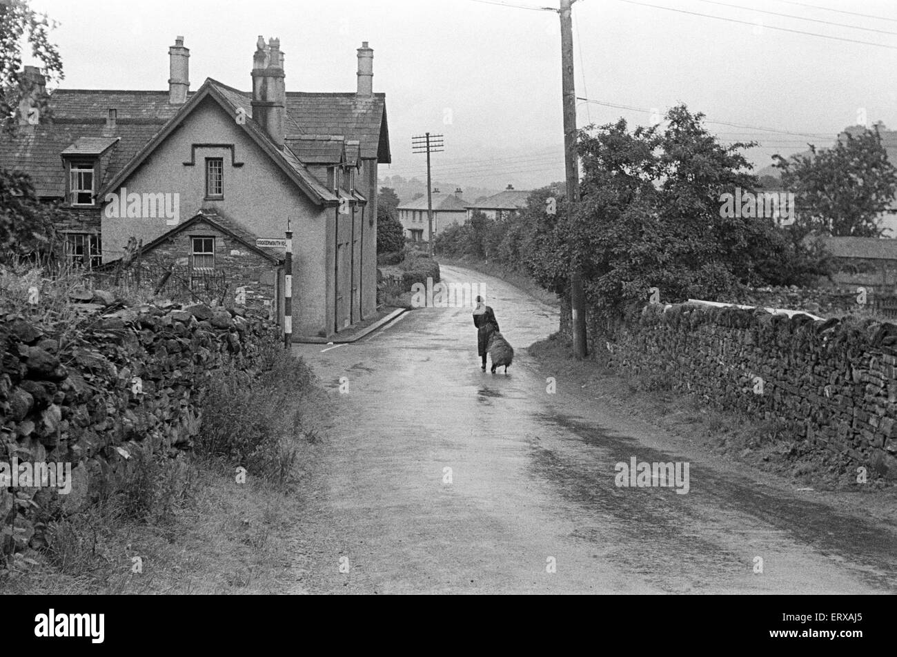 Balades dans le tondeur route avec un mouton, dans un village près de Keswick, Cumbria, vers juillet 1947. Banque D'Images
