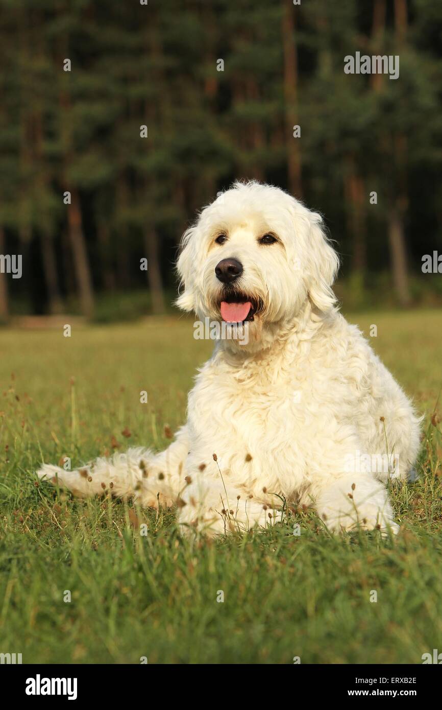 Lying Goldendoodle Banque D'Images