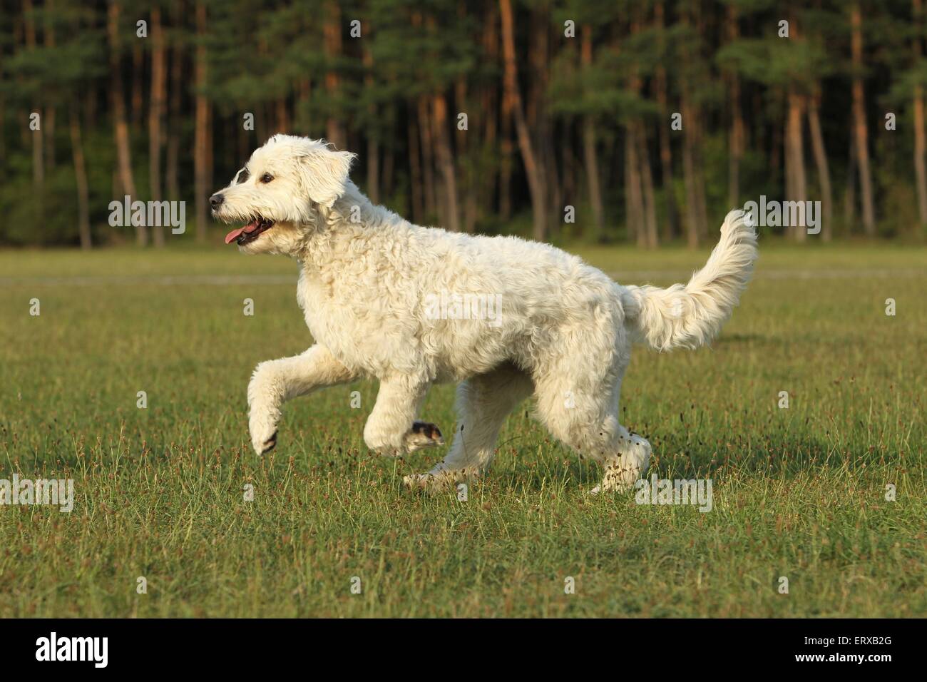 L'exécution de Goldendoodle Banque D'Images