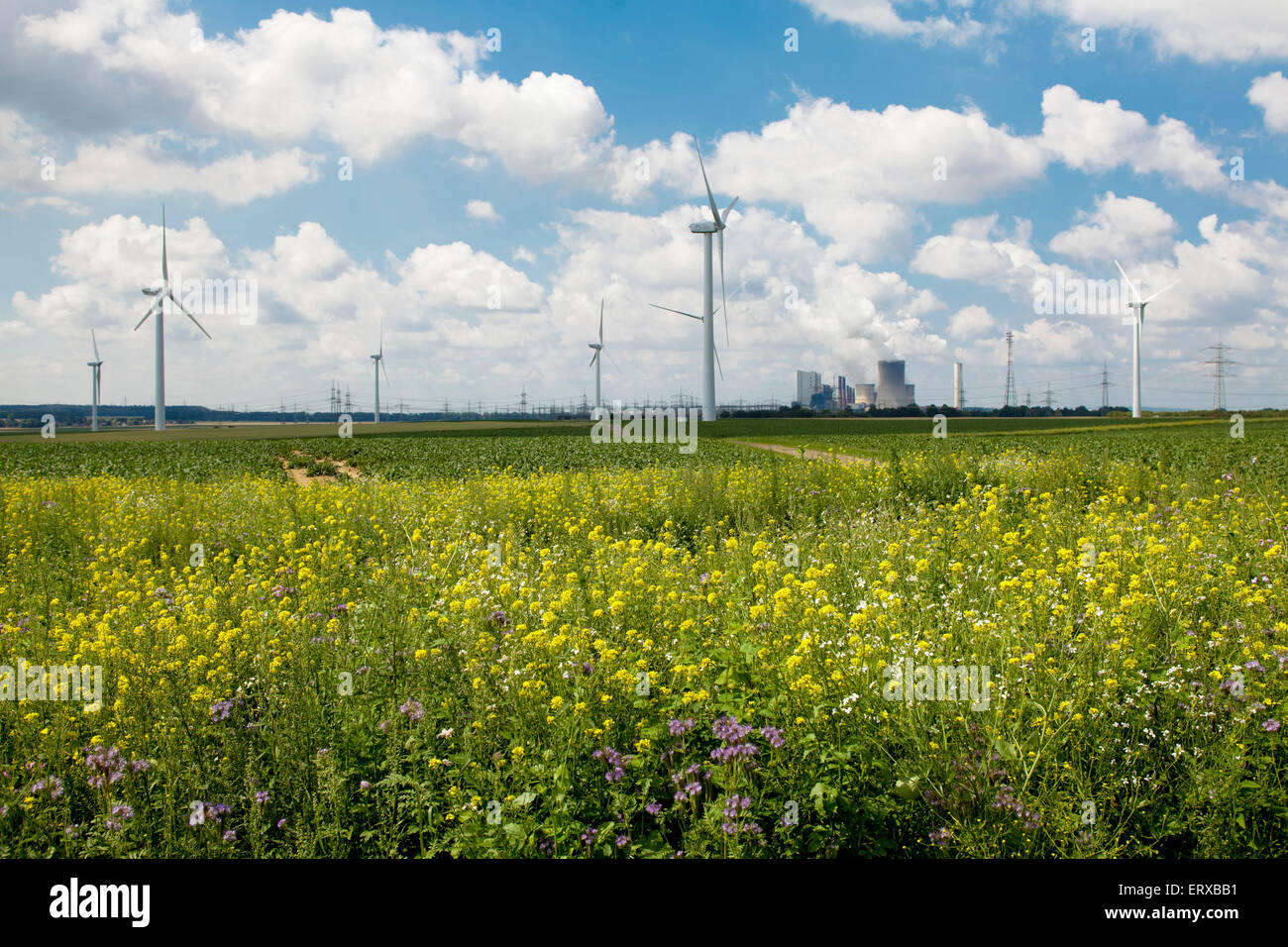 L'Europe, l'Allemagne, en Rhénanie du Nord-Westphalie, fleurs sauvages, les éoliennes près de Bergheim, à l'arrière-plan le brown coal power s Banque D'Images