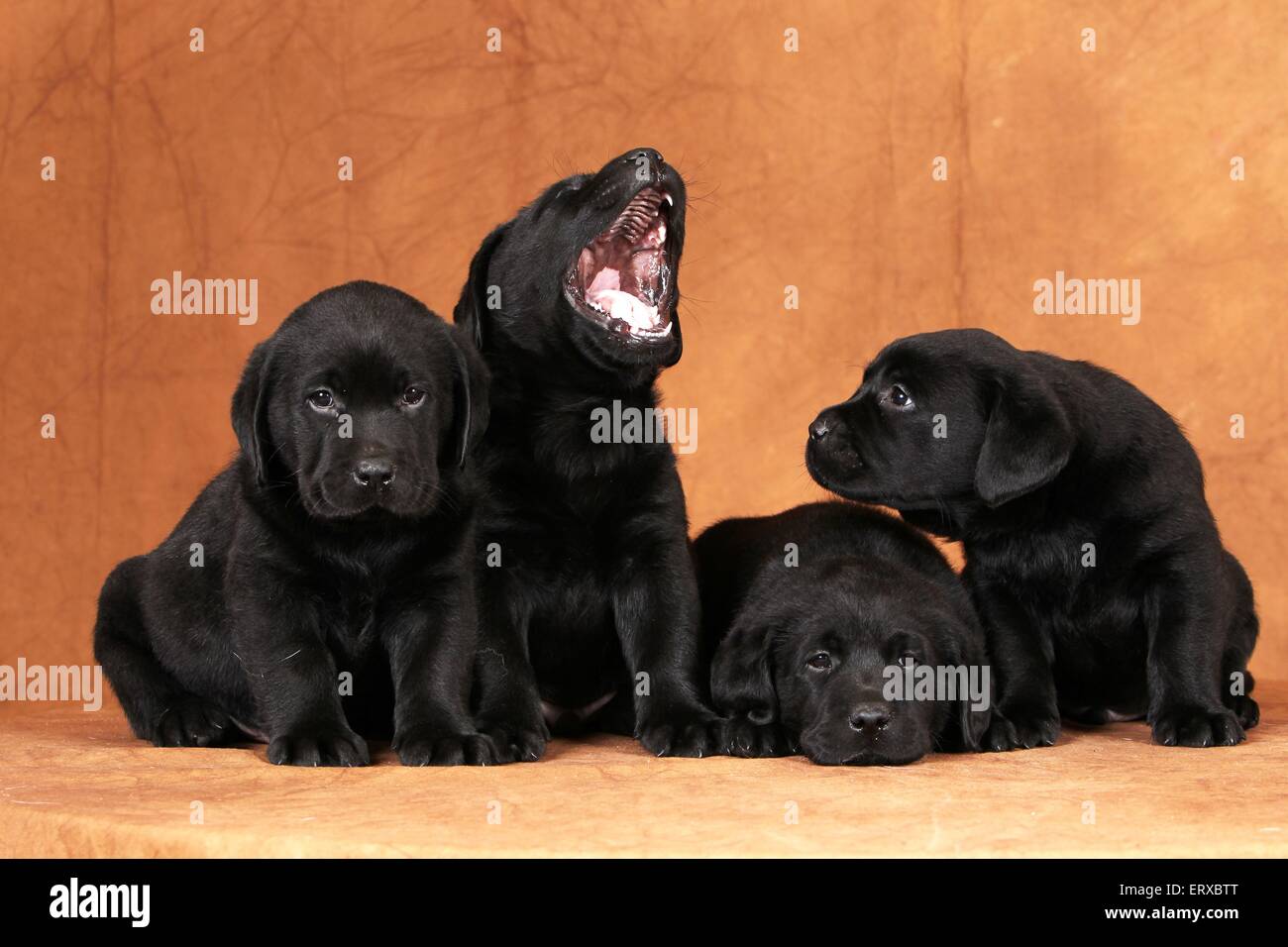 Labrador Retriever Puppies Banque D'Images