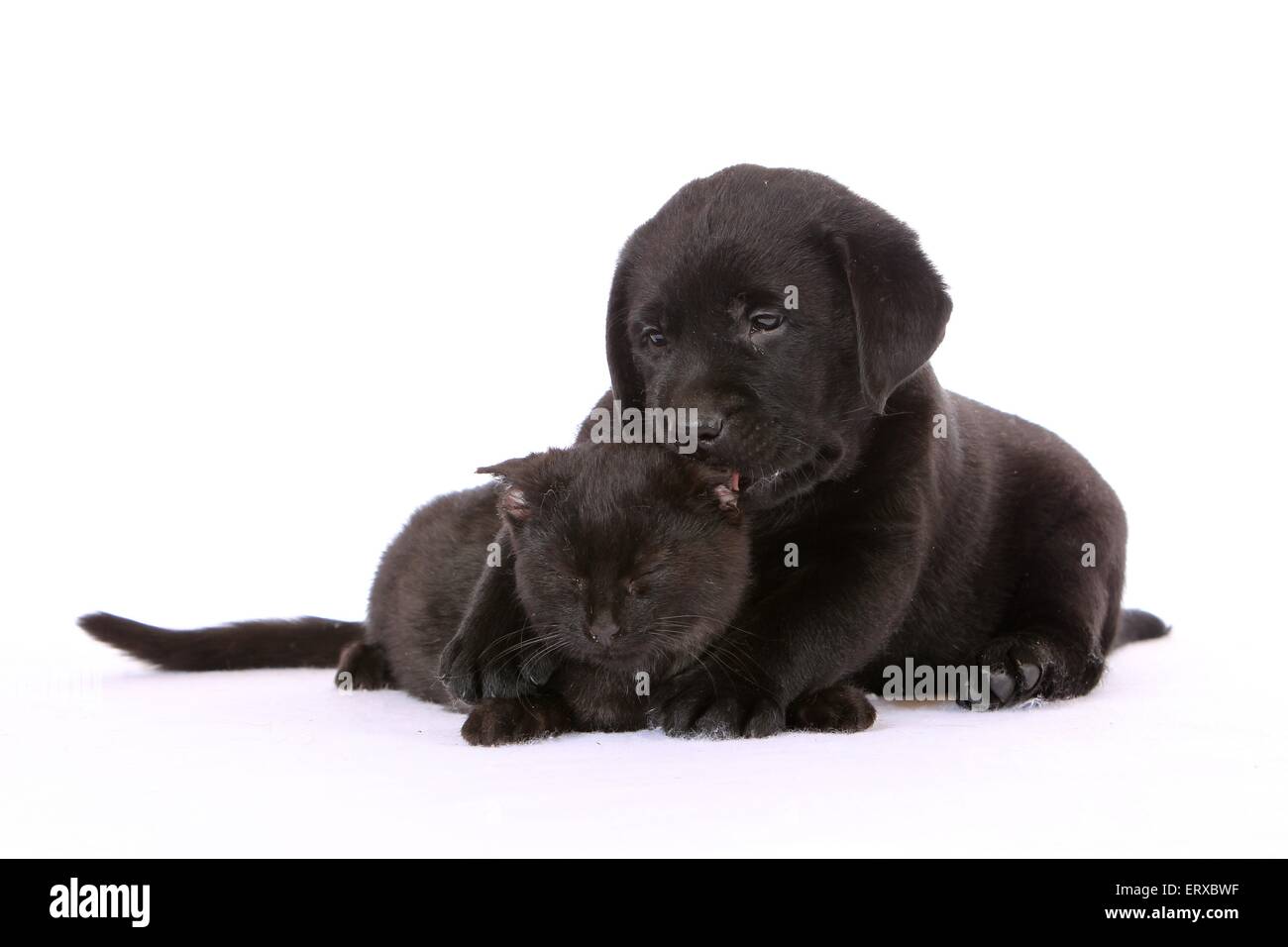 Labrador Retriever chiot et chat Banque D'Images