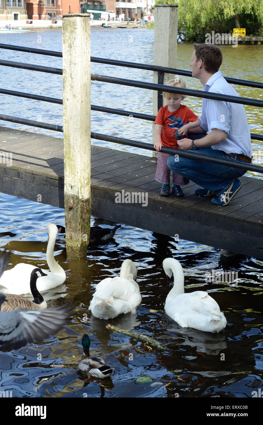 Un père et son jeune fils nourrir les cygnes, canards et oies sur la Tamise. Banque D'Images