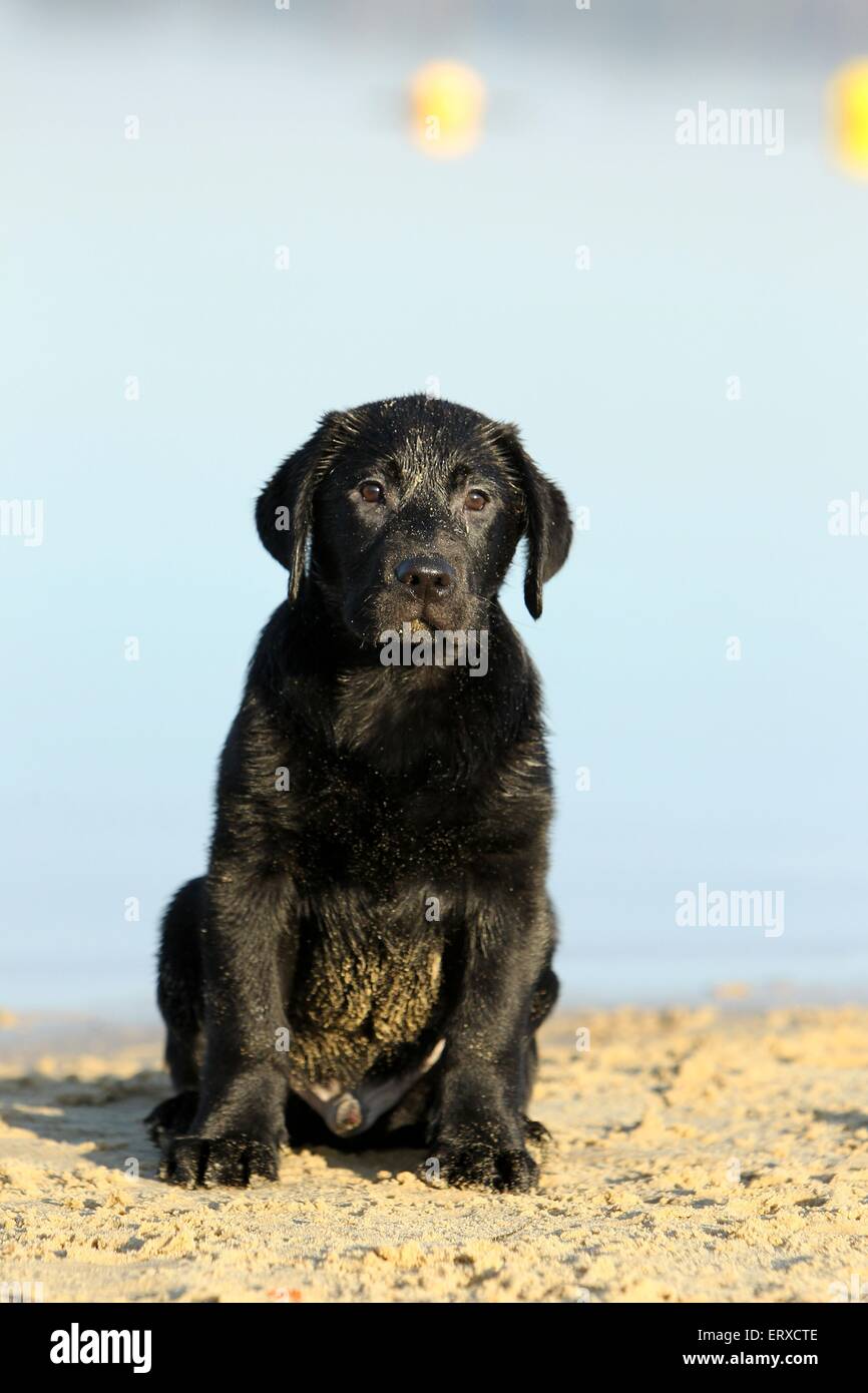 Labrador Retriever chiot Banque D'Images