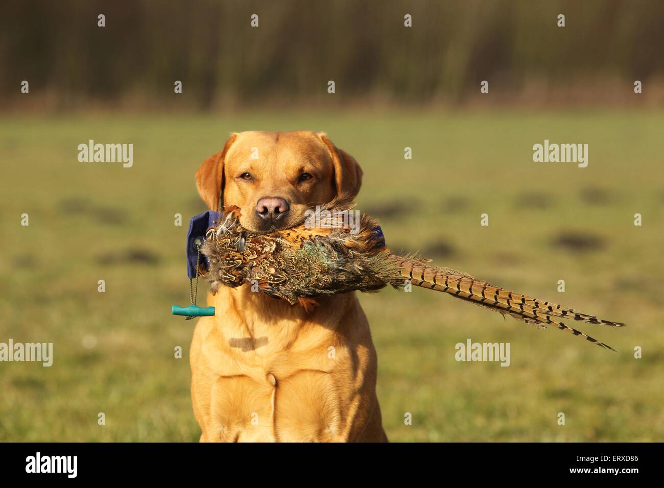 La récupération de Labrador Retriever Banque D'Images