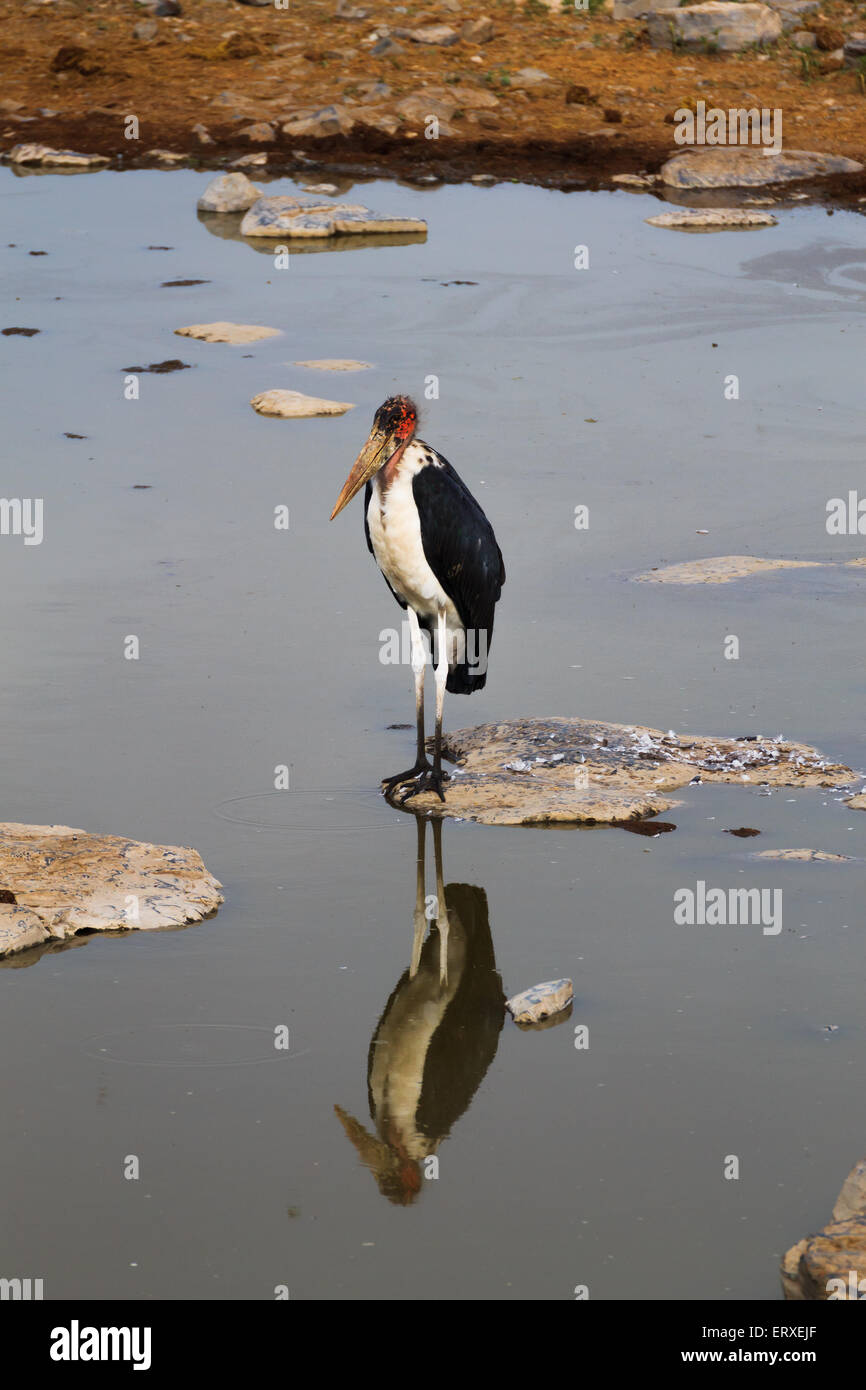 Un gros oiseau de Namutoni waterhole, Namibie Banque D'Images