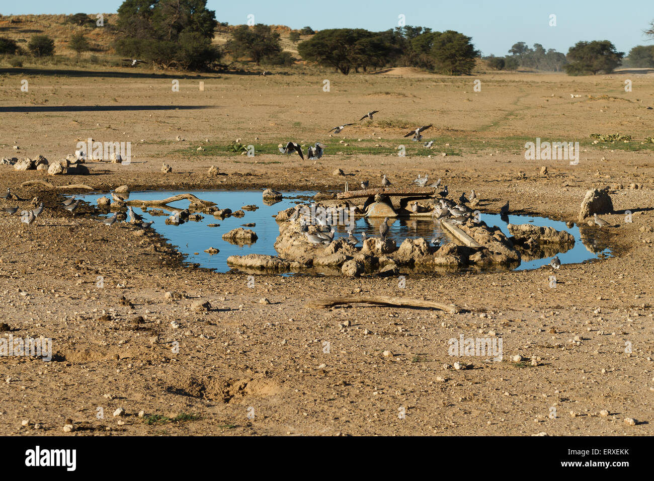 Oiseaux à l'étang de Transfontier Kgalagadi Park, Afrique du Sud Banque D'Images