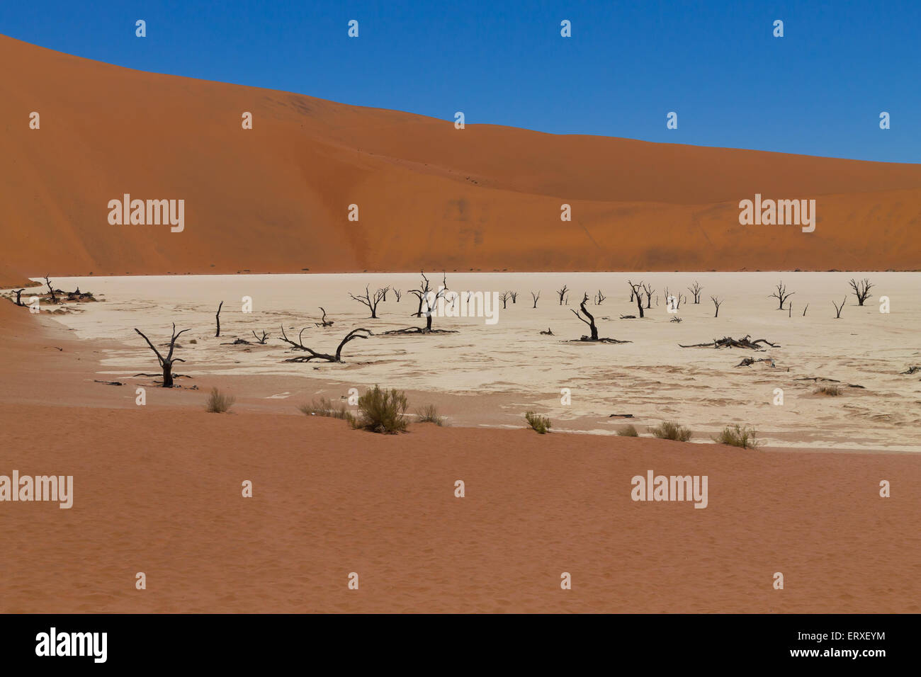 Une vue de Dead Vlei Sossusvlei, Namibie Banque D'Images