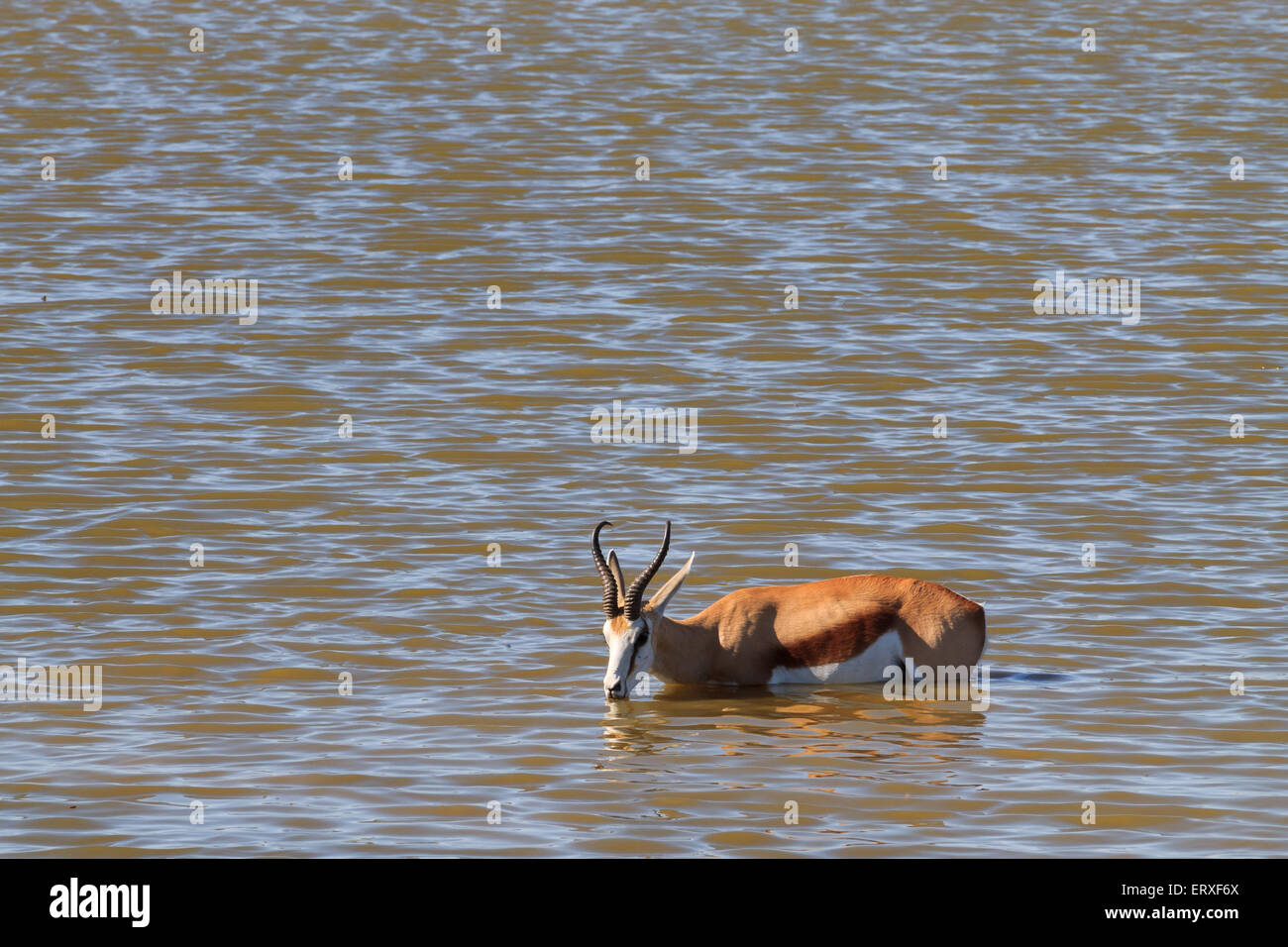 Springbok dans l'eau au point d'Okaukuejo Etosha National Park, Namibie Banque D'Images