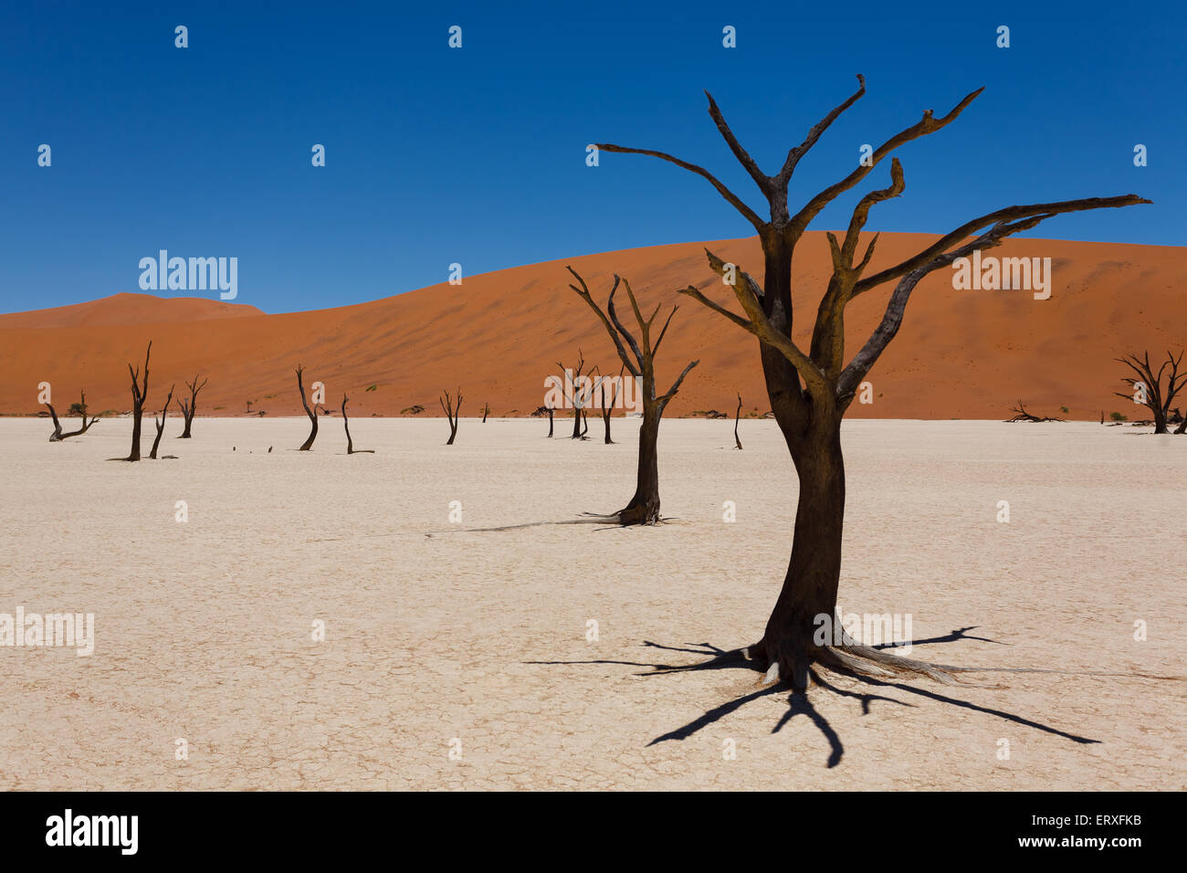 Une vue de Dead Vlei Sossusvlei, Namibie Banque D'Images