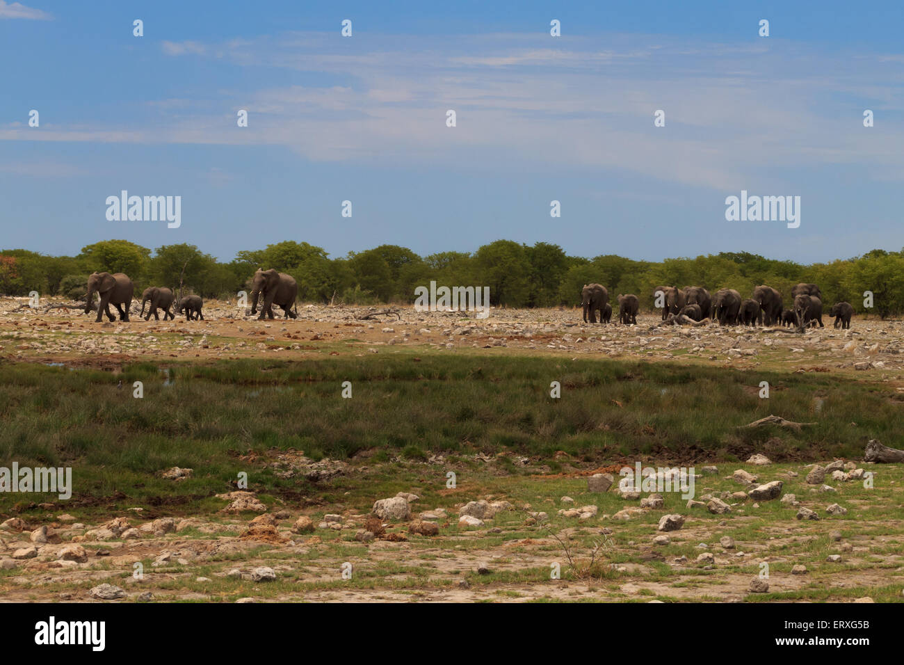 Troupeau d'éléphants du Parc National d'Etosha, Namibie Banque D'Images