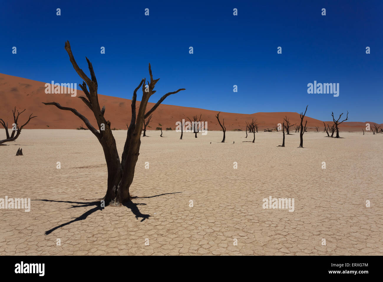 Une vue de Dead Vlei Sossusvlei, Namibie Banque D'Images