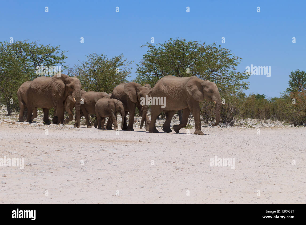 Troupeau d'éléphants du Parc National d'Etosha, Namibie Banque D'Images