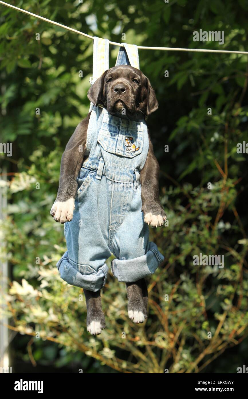 Téléchargement gratuit Images Trouser Humour Photos Trouser Humour Images Alamy dernière par