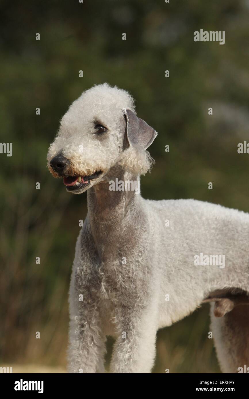 Bedlington Terrier Portrait Banque D'Images