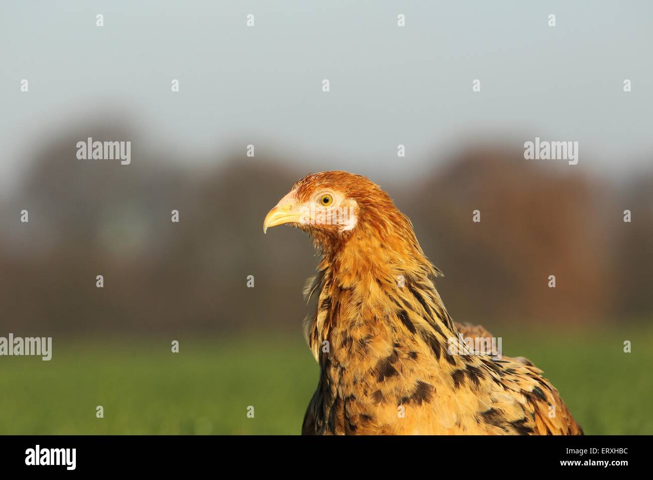 Brahma Perdrix Banque D'Images