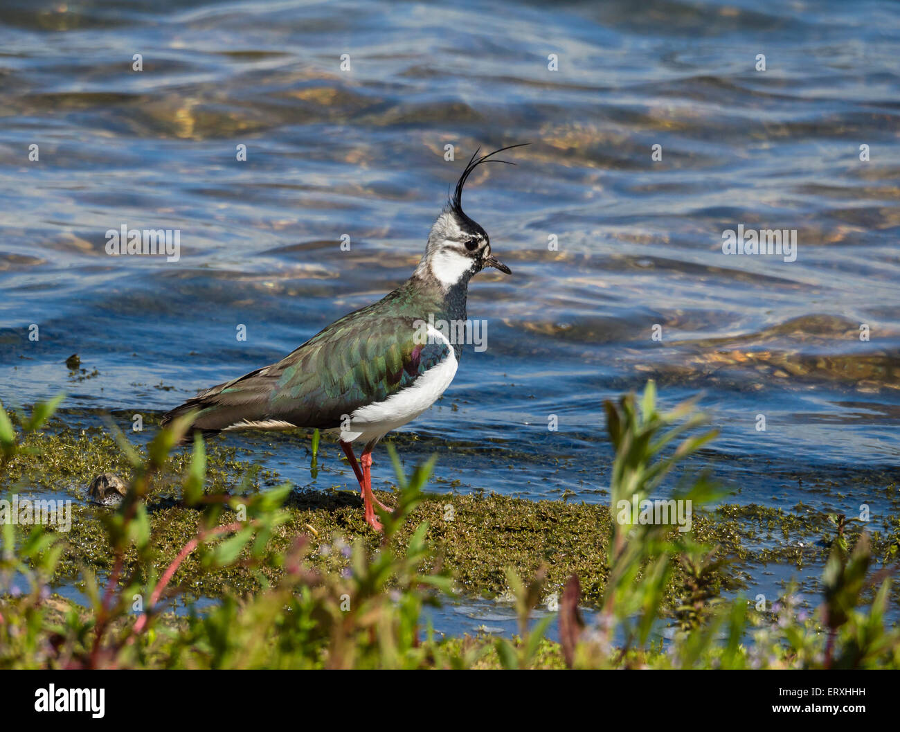 Vanneau sociable (Vanellus vanellus ou) debout à bord de l'eau, lacs, UK Blashford Banque D'Images