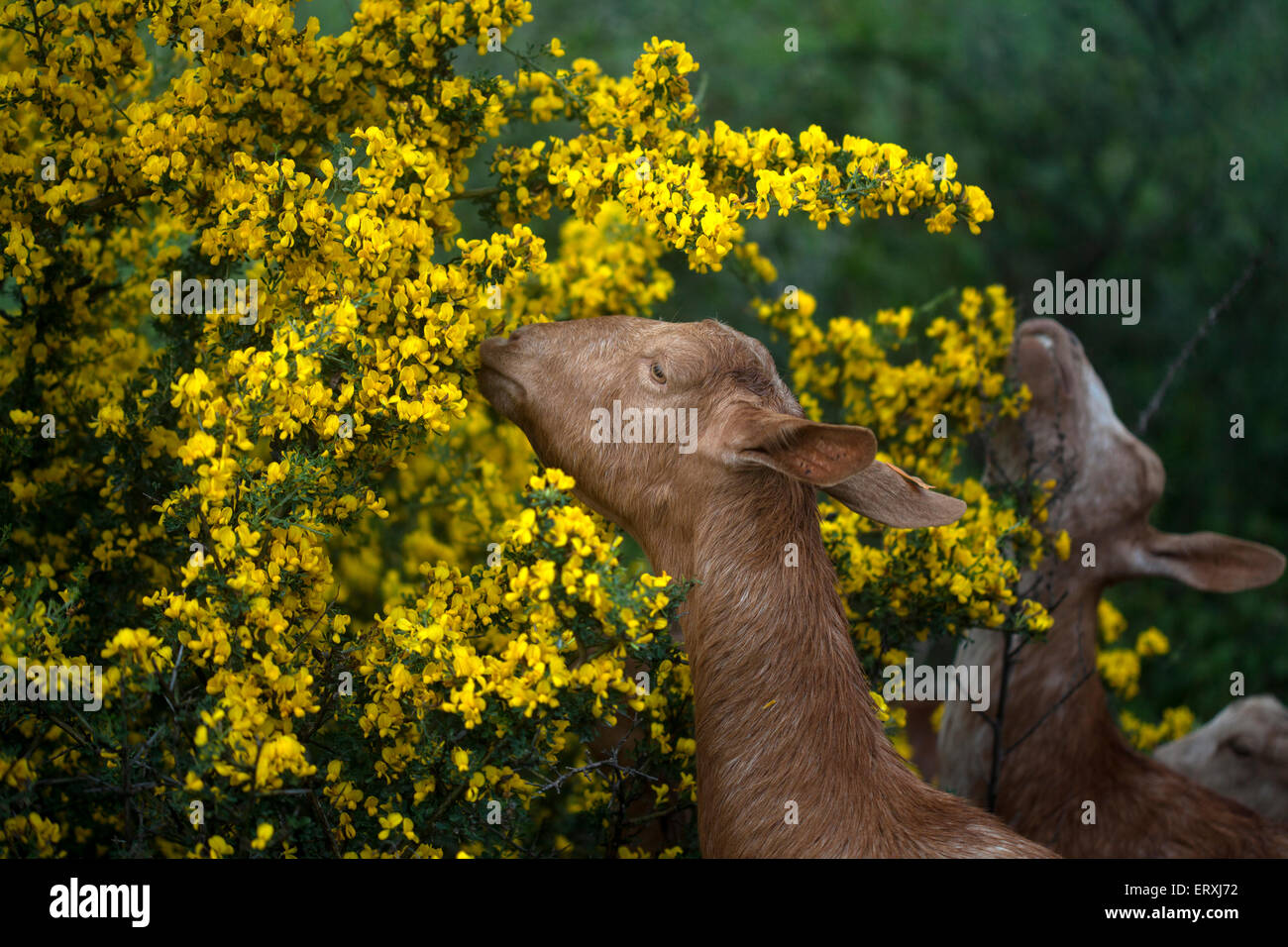 Une chèvre mange la fleur jaune d'une plante épineuse en Prado del Rey, La Sierra de Cadiz, Andalousie, Espagne Banque D'Images