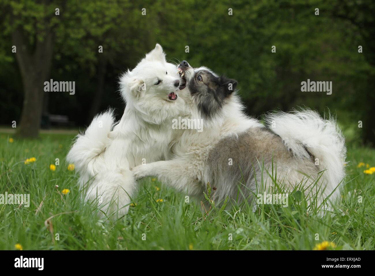 2 chiens Banque D'Images