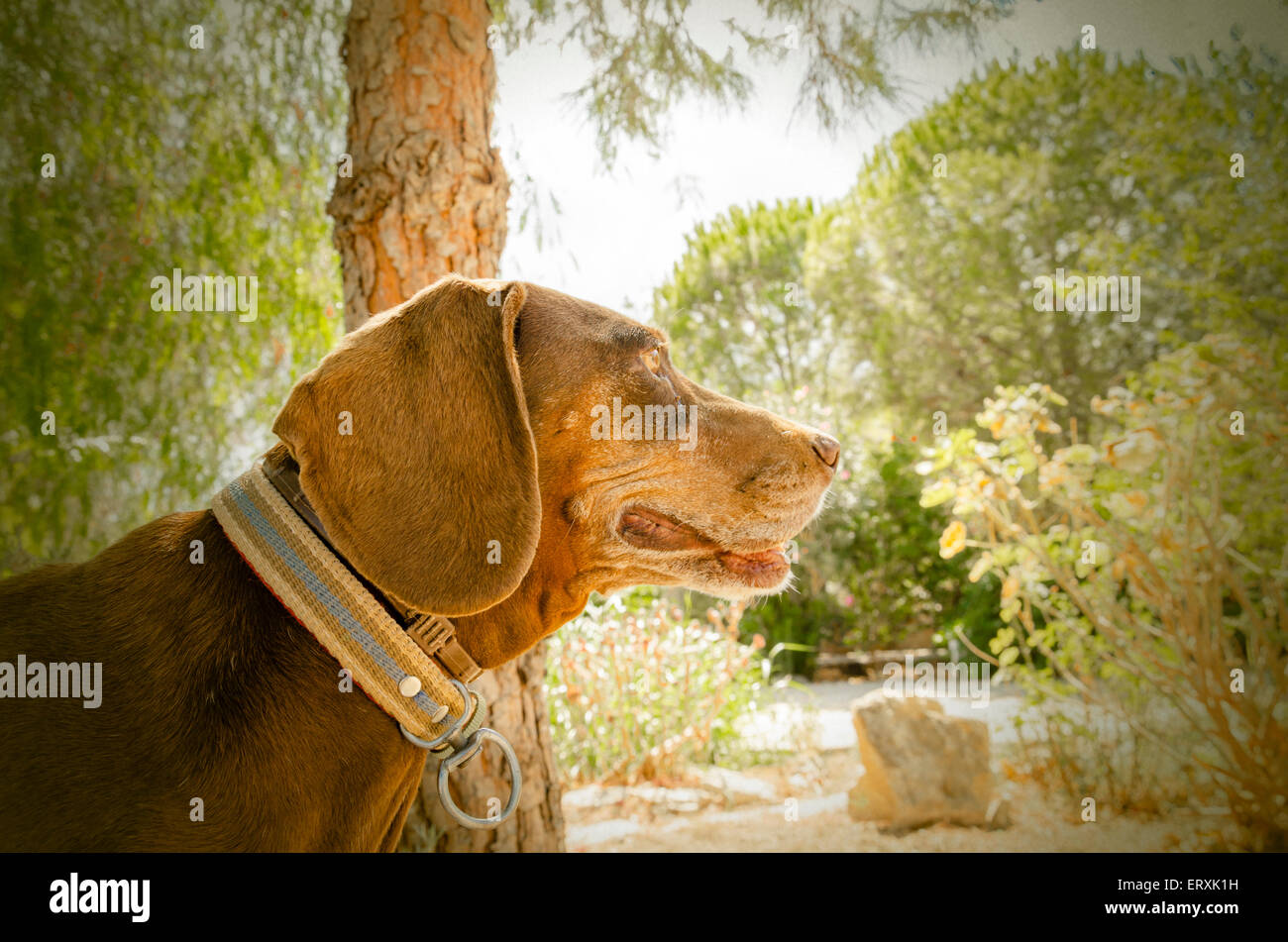 German short-haired pointer à l'extérieur. La lumière naturelle et les couleurs Banque D'Images