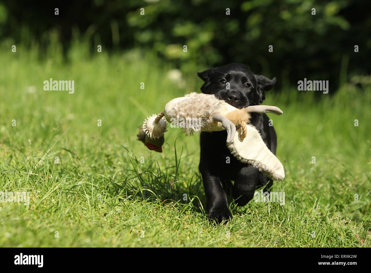 Labrador Retriever chiot Banque D'Images