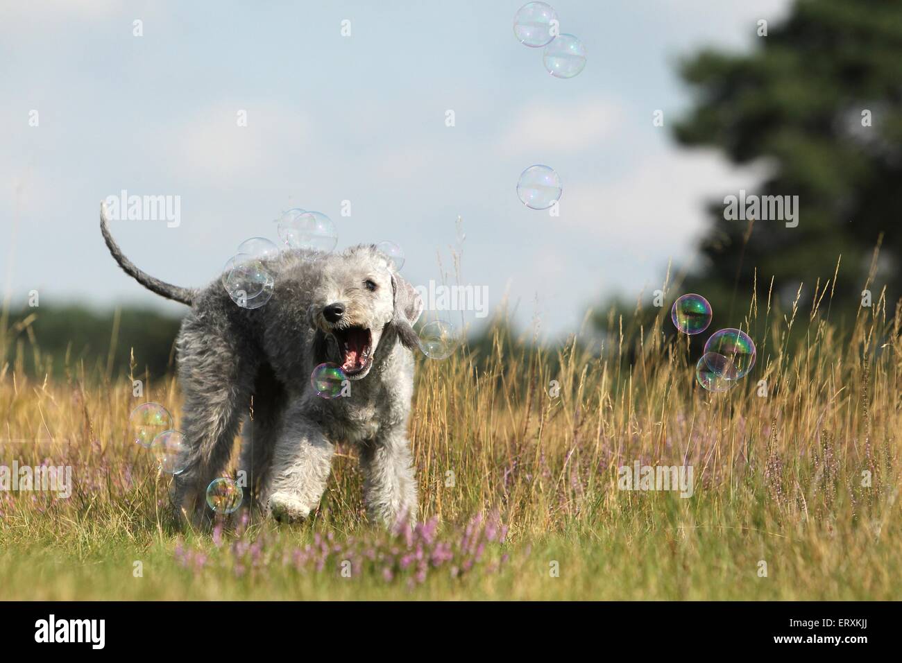 Bedlington Terrier avec des bulles de savon Banque D'Images