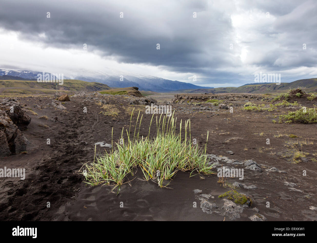 Peu de végétation accroissant hors des cendres volcaniques avec des pentes Nord du Volcan Eyjafjallajokul en arrière-plan, l'Islande Banque D'Images