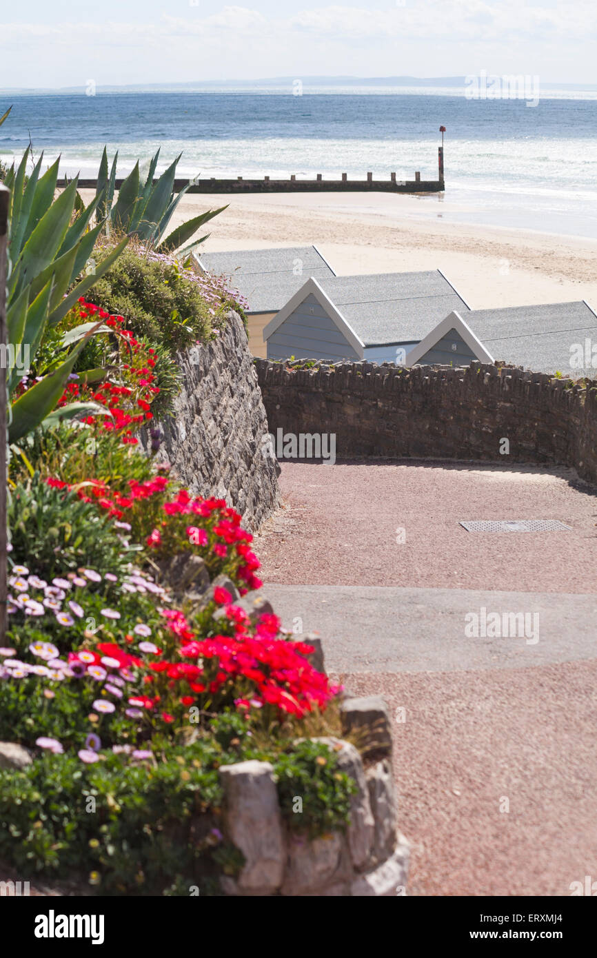 Fleurs dans les jardins tropicaux d'Alum Chine et huttes de plage à Alum Chine, Bournemouth, Dorset UK en juin Banque D'Images