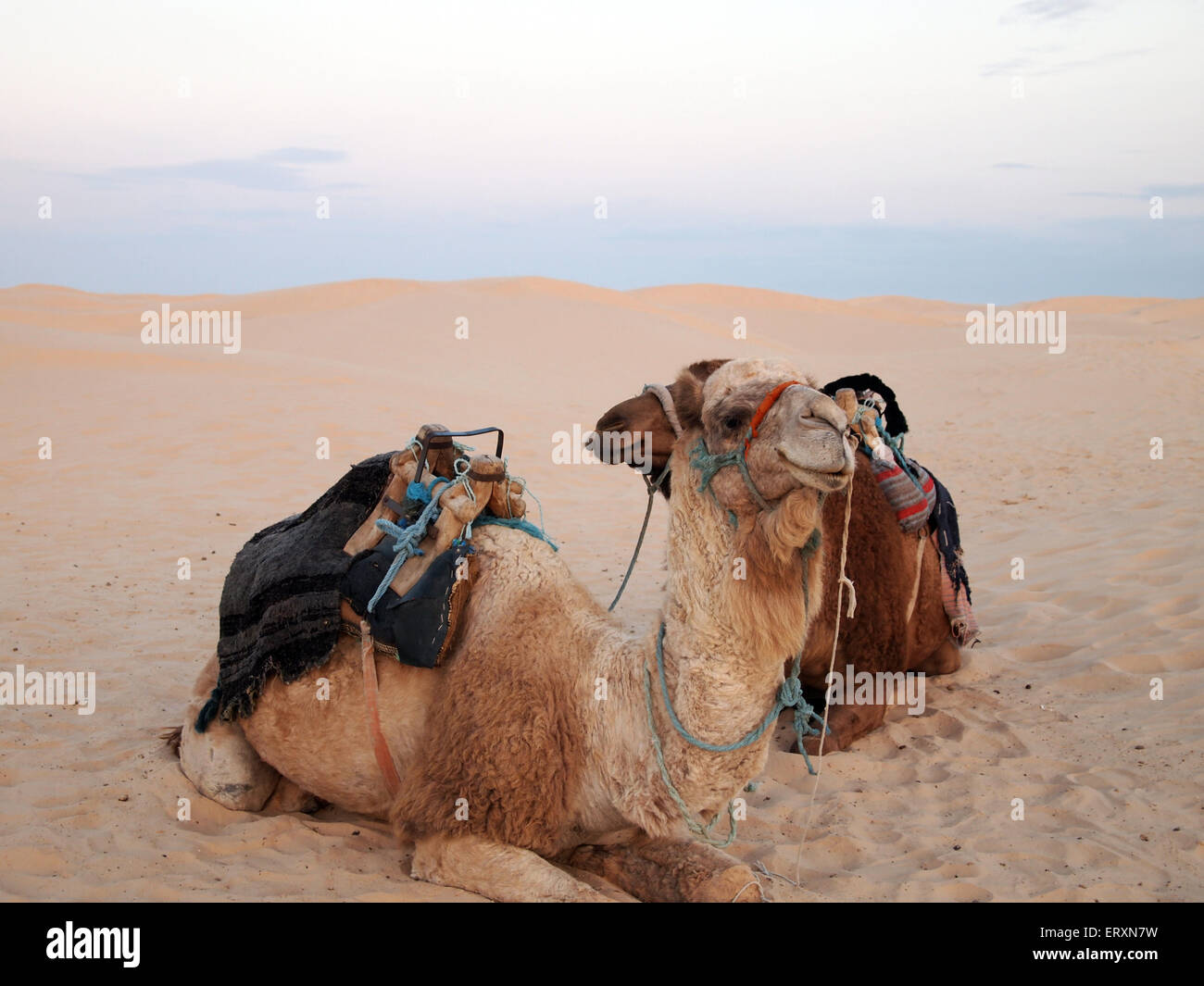 Des chameaux dans le désert Banque D'Images