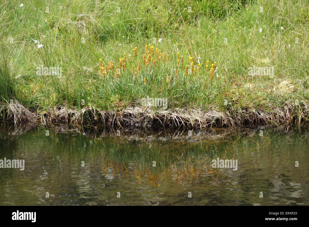 Bog Asphodel Banque D'Images