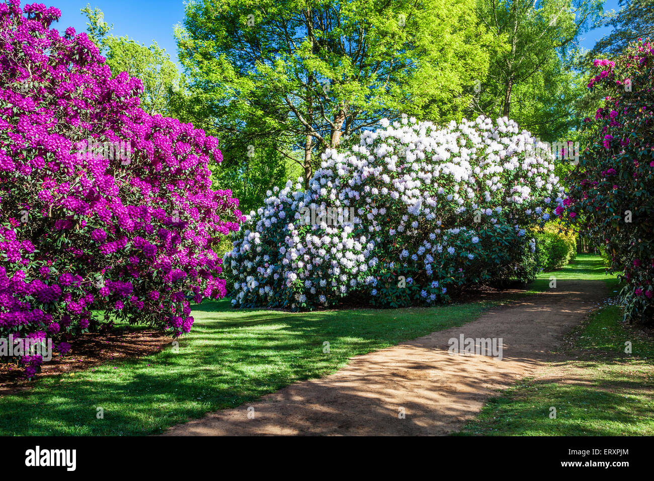 Rhododendrons sur le Bowood Estate dans le Wiltshire. Banque D'Images