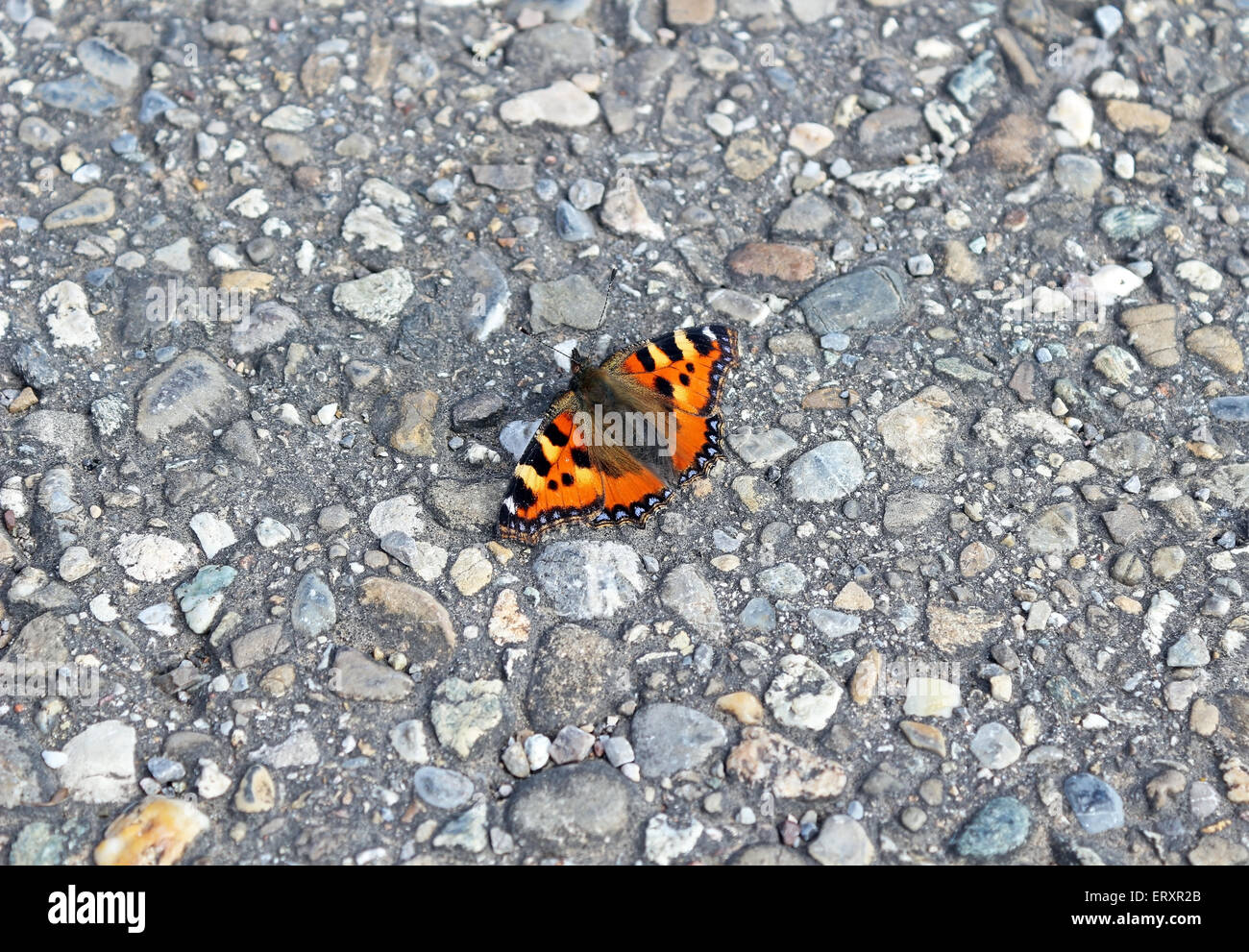 Papillon monarque sur l'asclépiade marbre Banque D'Images