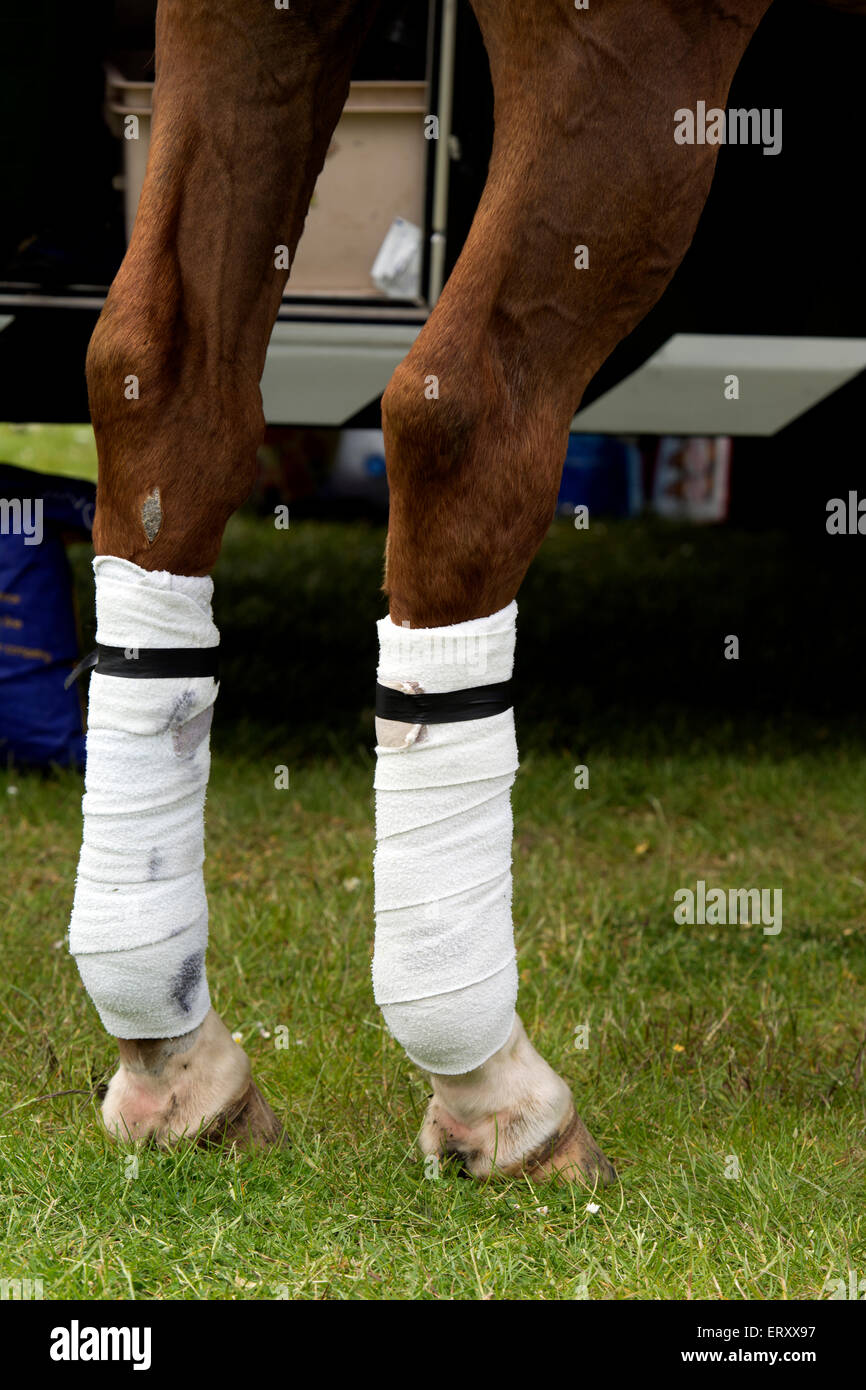 Les jambes bandées d'un poney de polo Banque D'Images