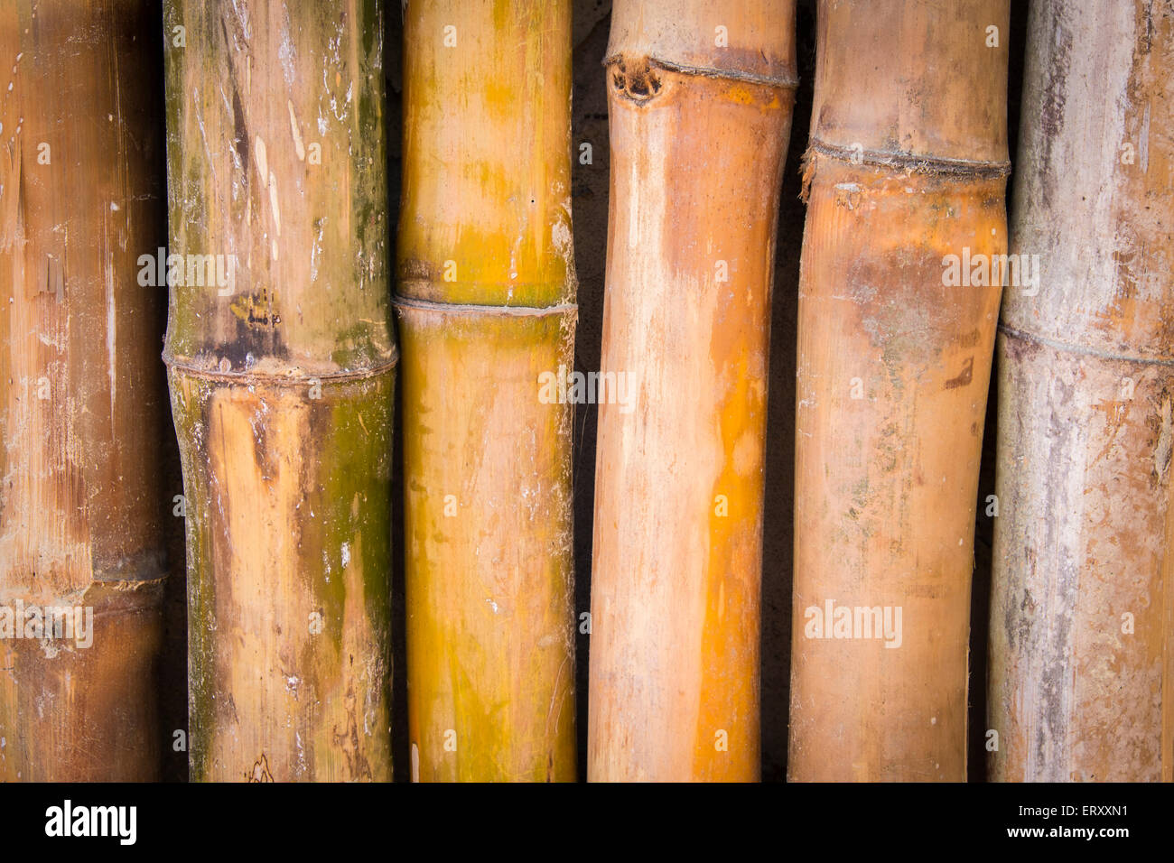 Mur de bambou - Contexte Banque D'Images